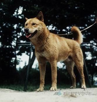 The Korean Jindo Dog: A Loyal and Noble Companion |