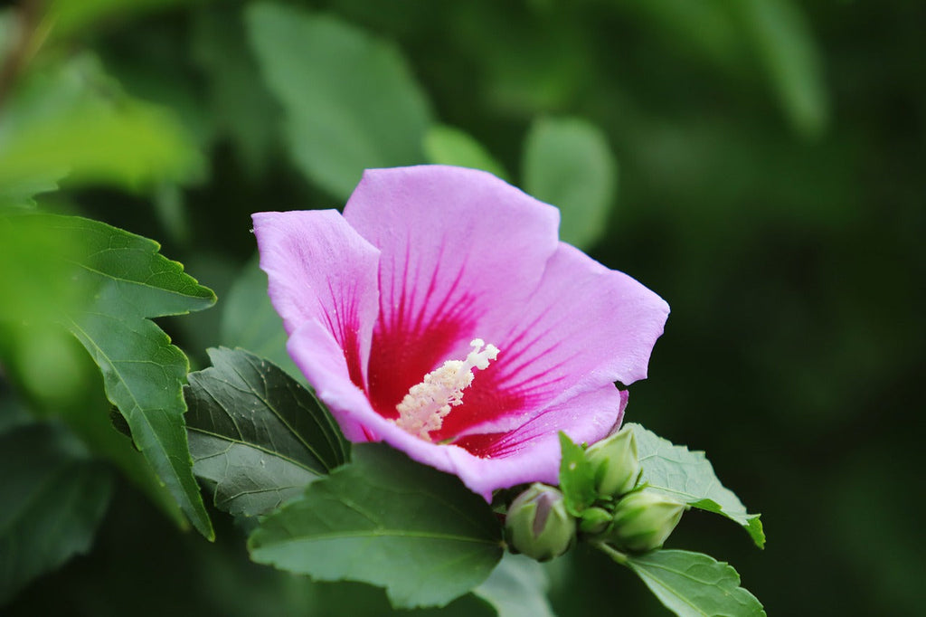 The Enduring Symbol of Korea: Mugunghwa, The Rose of Sharon |